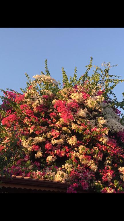 a large bush of flowers on the side of a building at Villa hira in Eski Datca