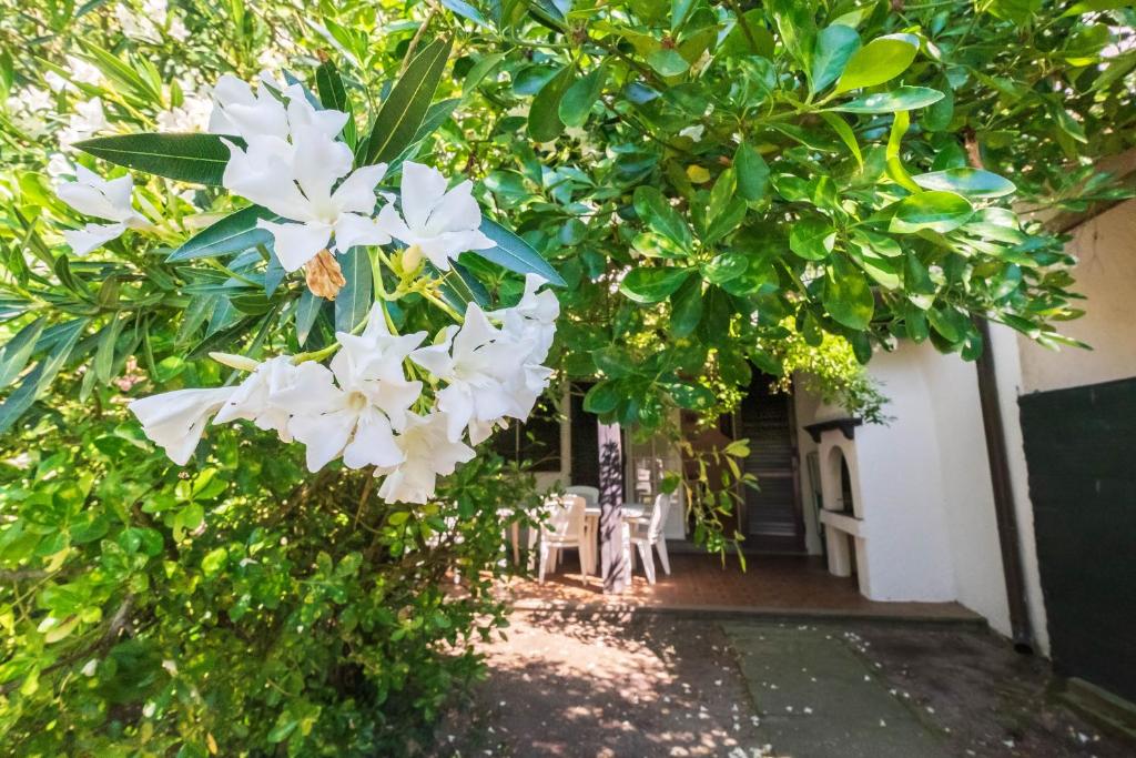 un árbol con flores blancas delante de una casa en Agenzia Vear - Osti 100, en Lido delle Nazioni