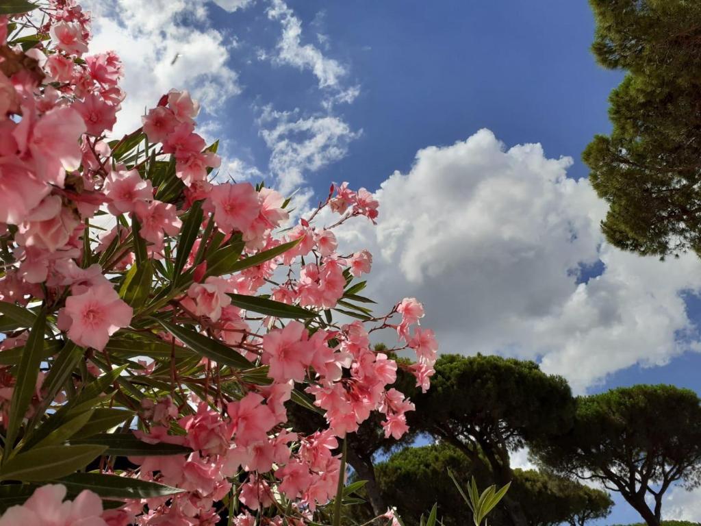 Un árbol con flores rosas en el cielo en Romea Family Camping, en Casal Borsetti