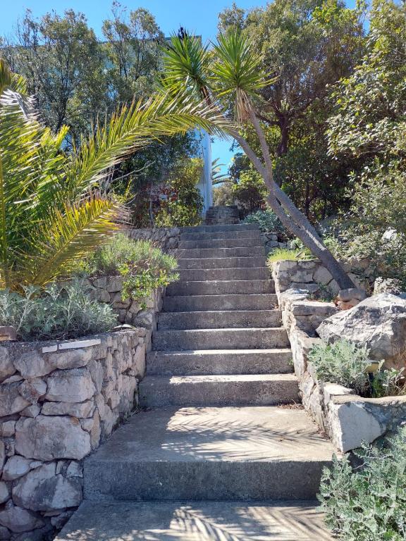 a set of stairs in a garden with a palm tree at Apartmani Ivušić in Dubrava