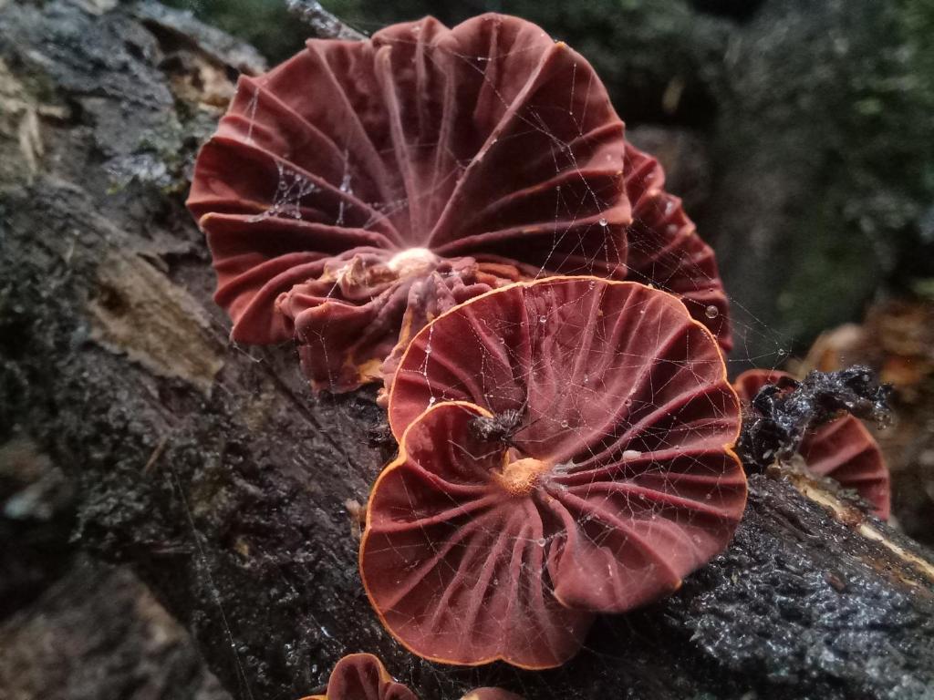 Fotografie z fotogalerie ubytování Lodge Parque Tepuhueico v destinaci Castro