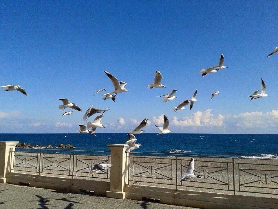 uno stormo di gabbiani che volano sull'oceano di CASA ZITO a Cirò Marina