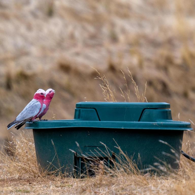 Altri animali domestici presso la casa vacanze o nei dintorni
