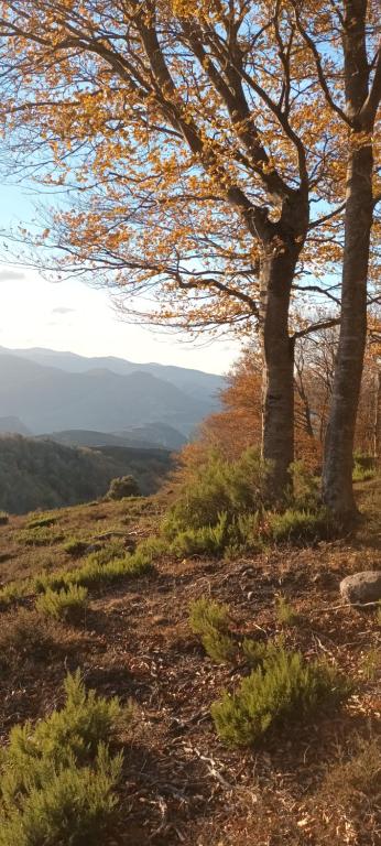 un árbol en una colina con vistas en Alojamientos Zabala en Anguiano, en Anguiano