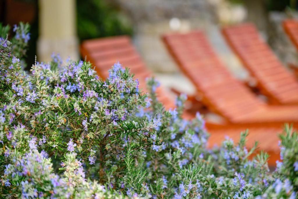 Zahrada ubytování Casa Aromatica Maria