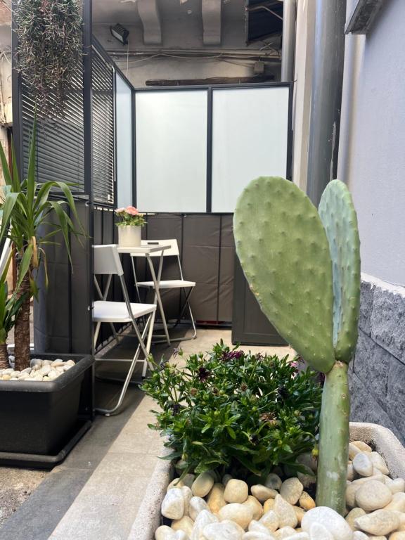 un cactus in una pentola in una stanza con piante di Home Catania Dante Accommodations a Catania