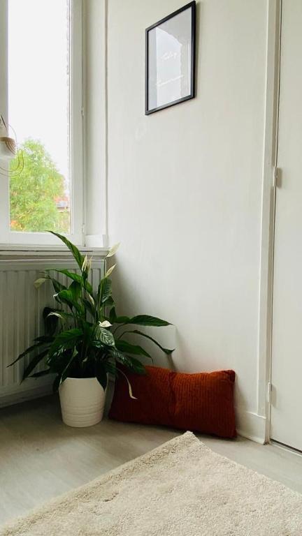 une plante assise dans une pièce à côté d&#39;une fenêtre dans l&#39;établissement Maisonette Tran, à Lille