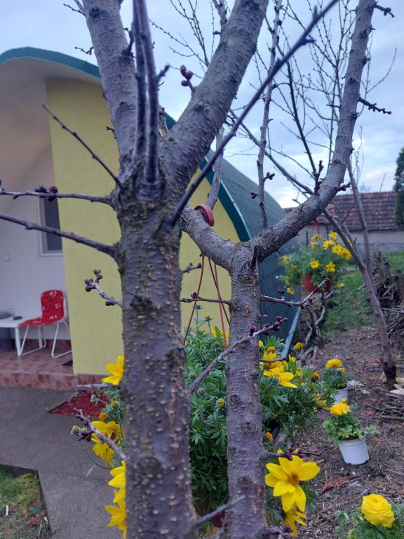 Fotografie z fotogalerie ubytování Yellow story v destinaci Vrdnik