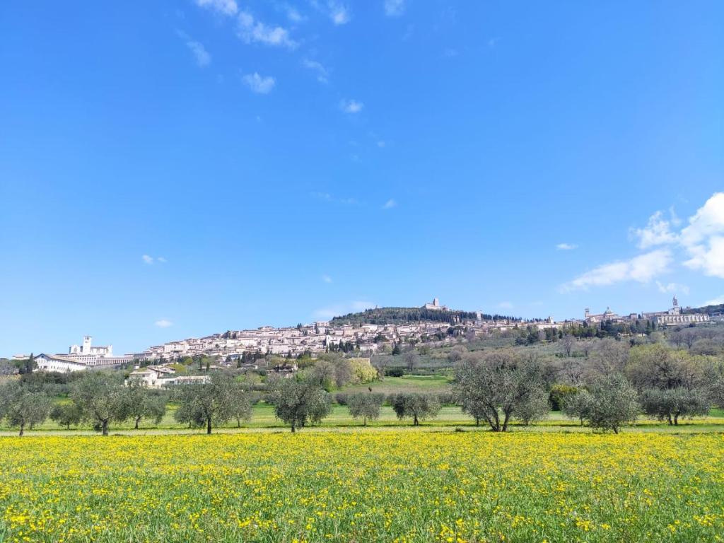 ein Feld gelber Blumen vor einem Hügel in der Unterkunft Da Carla in Santa Maria degli Angeli