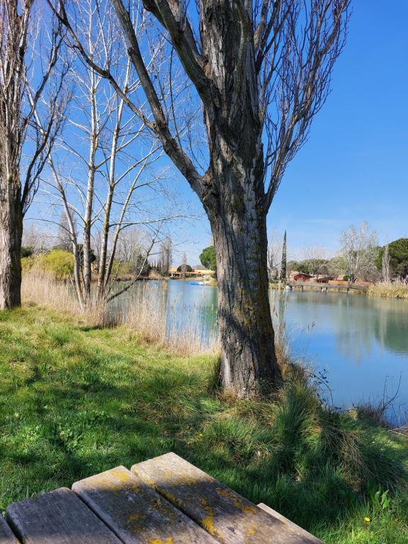 een bank naast een rivier met een boom bij Aux abords du lac in Arles