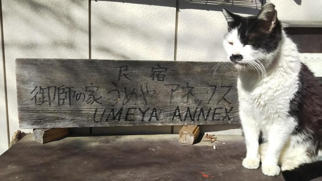 Domácí mazlíčci ubytovaní s hosty v ubytování Umeya Annex