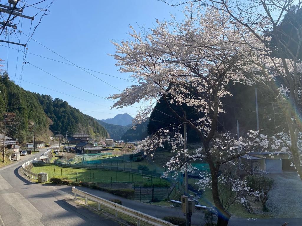 花緑里-Hanamidori-菅田ほたるの里 岐阜下呂関田園里山リゾート في غوجو: شجرة عليها زهور بيضاء بجانب طريق