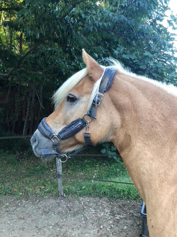 Zvieratá na farme alebo blízkom okolí