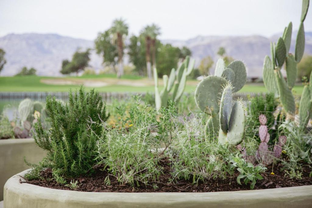 Zahrada ubytování JW Marriott Desert Springs Resort & Spa