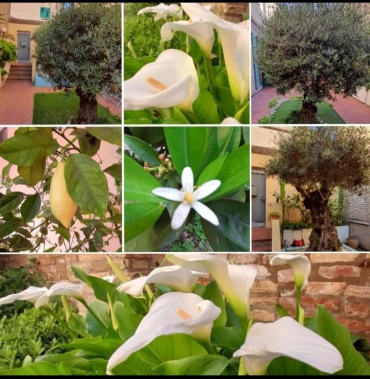 A garden outside B&B La Chicca