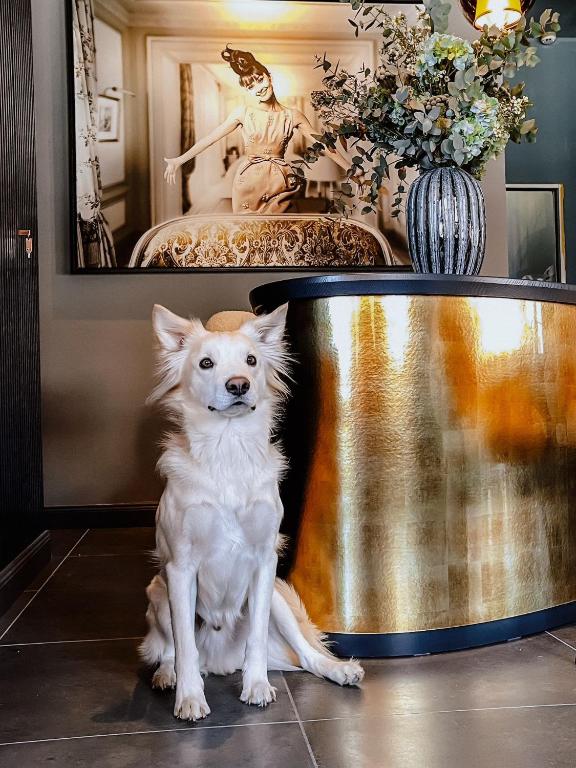 Domácí mazlíčci ubytovaní s hosty v ubytování Hotel Atlantic