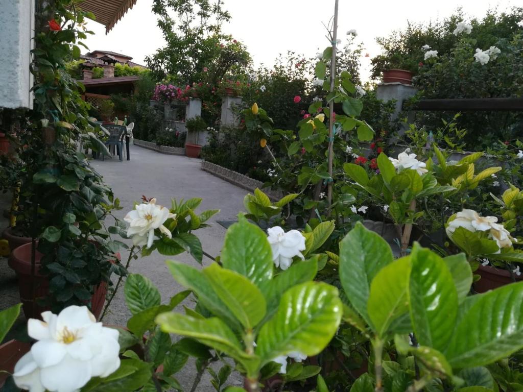 Vườn quanh Villa delle rose