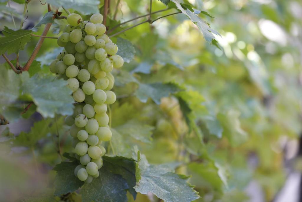 Zahrada ubytování Aragvispiri wine cellar