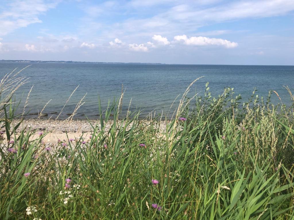 a beach with some grass and the water at Moderne Ferienwohnung in Strandnähe in Surendorf