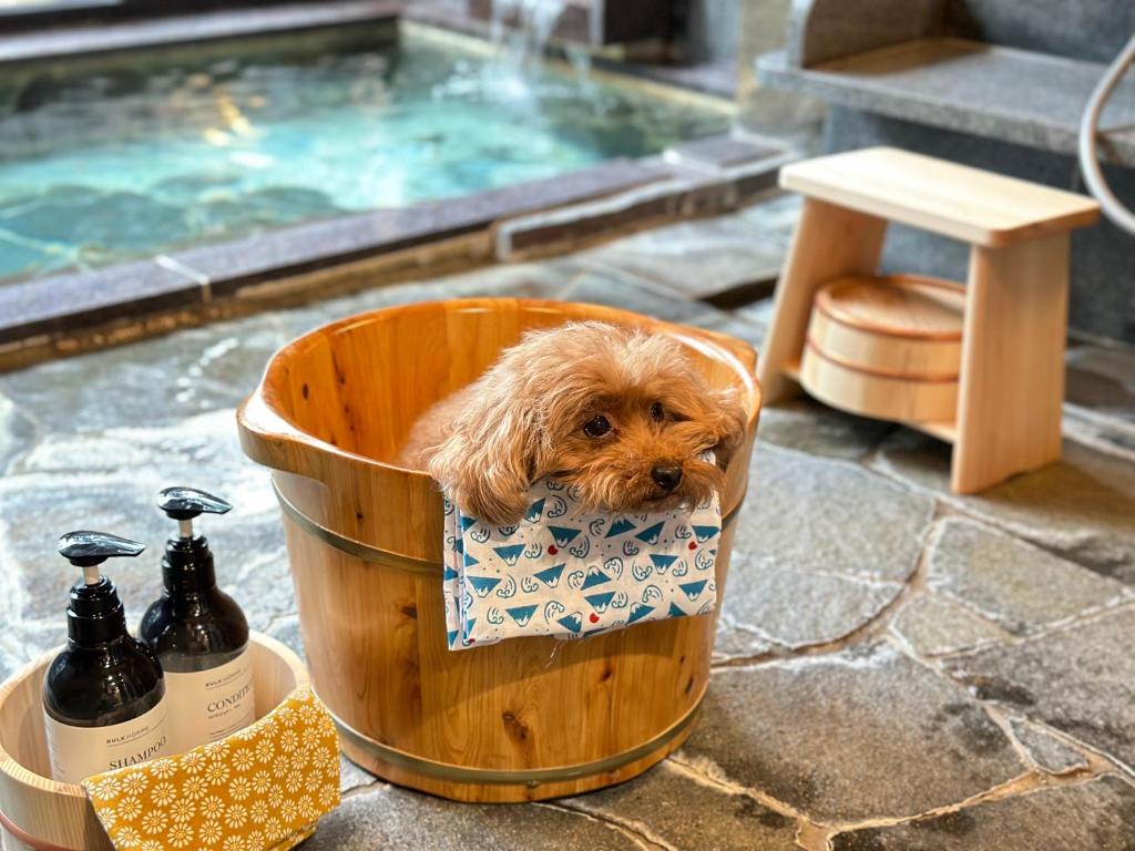 un piccolo cane seduto in un secchio accanto alla piscina di Doggy's Izujogasaki a Ito