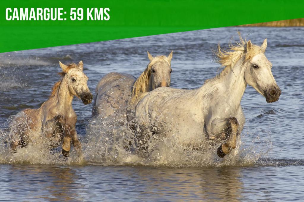 Zvieratá v apartmáne alebo blízkom okolí