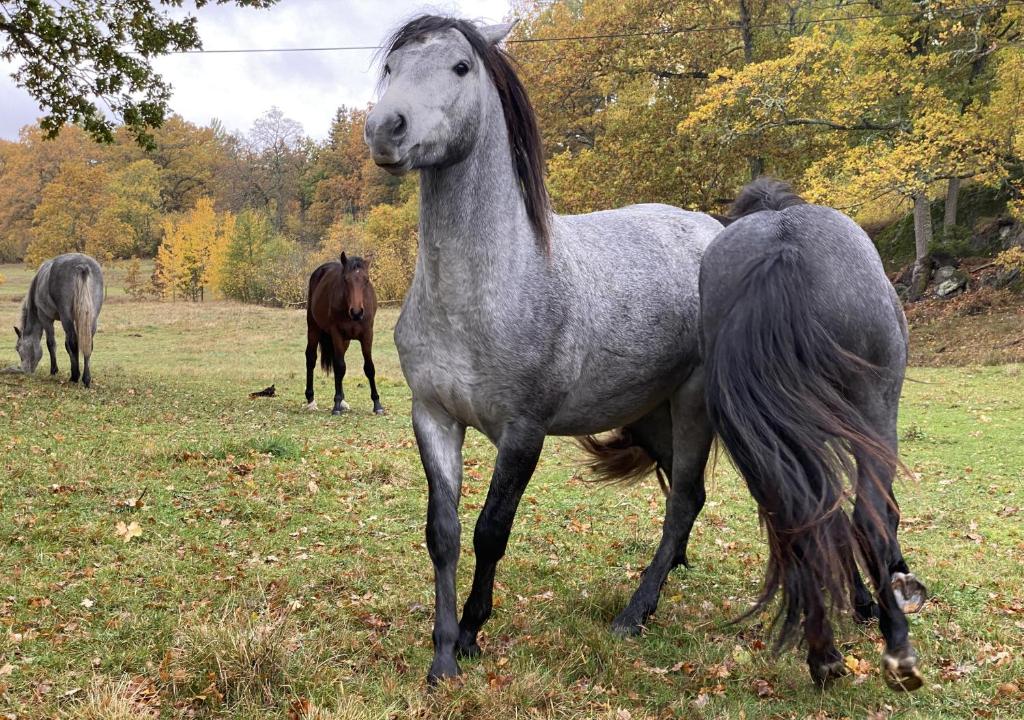 Zvířata v venkovského domu nebo okolí