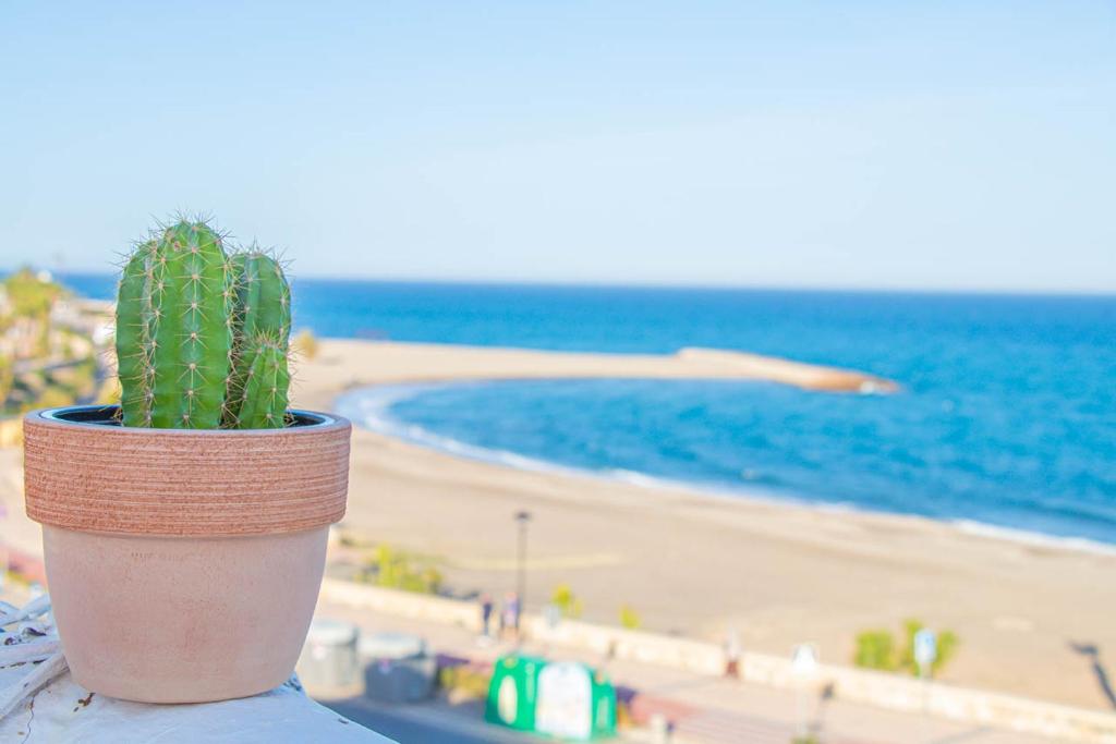 un cactus en una olla sentado en una cornisa cerca de la playa en La Esperanza Beach- Zona Pubs y Restaurantes, en Mojácar