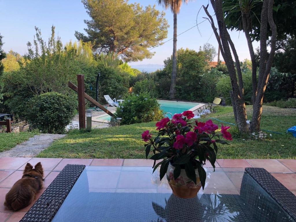 un chat assis à côté d'un vase de fleurs près d'une piscine dans l'établissement Villa Kikouyou, au Lavandou