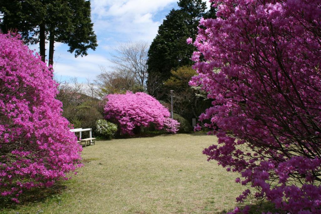 two bushes with purple flowers in a park with a bench at Senkyoro in Hakone