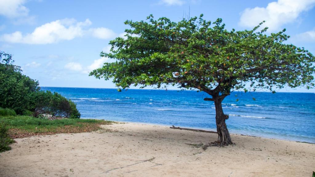 a tree on a sandy beach next to the ocean at House of Erabo in Runaway Bay