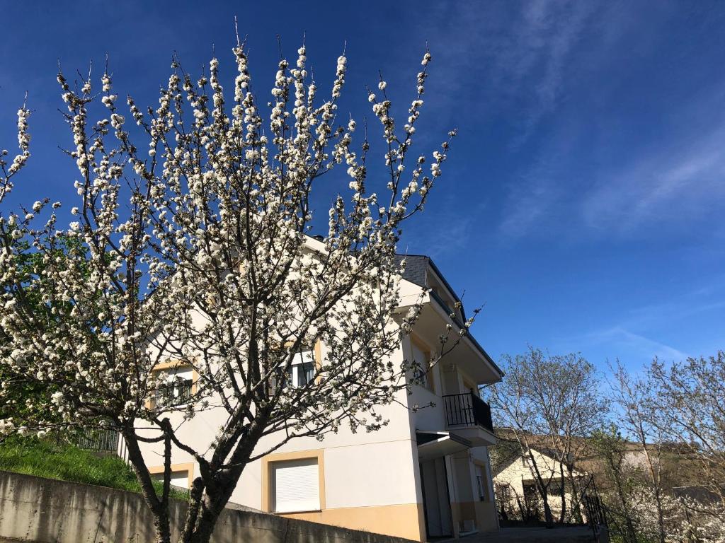 a flowering tree in front of a white building at Casa turismo rural Becar in Corullón