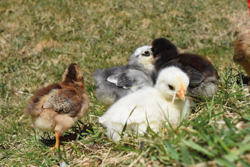 Altri animali domestici presso l'hotel o nei dintorni