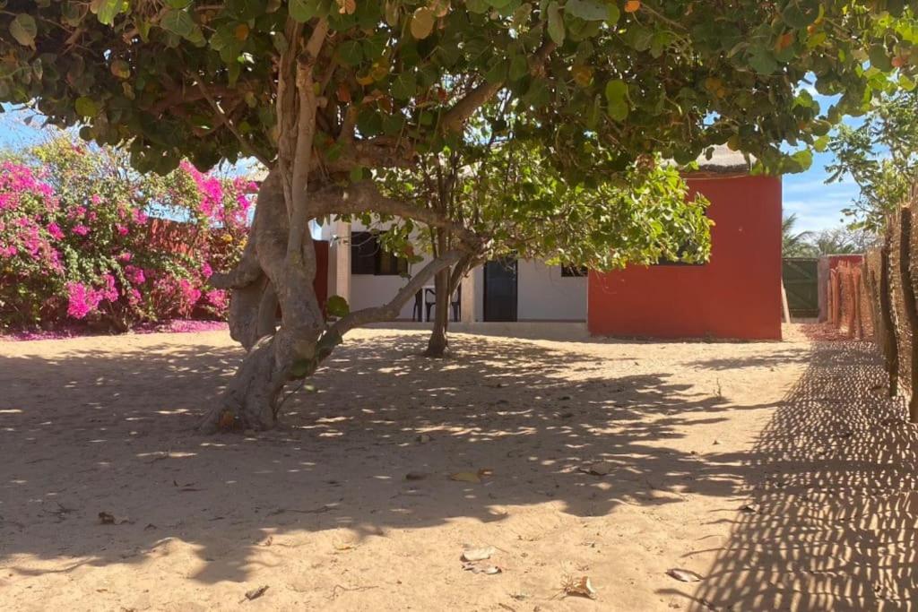 un árbol en medio de un patio con flores rosas en Petite maison en bord de mer en Palmarin Nguèdj