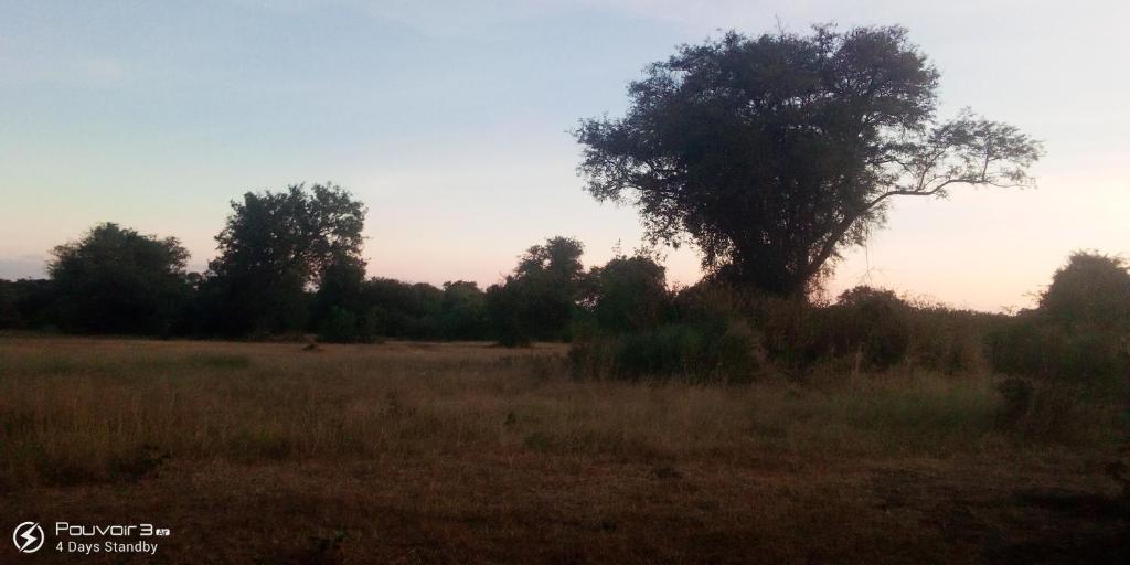 een boom in het midden van een veld bij Muke Village Camping in Livingstone