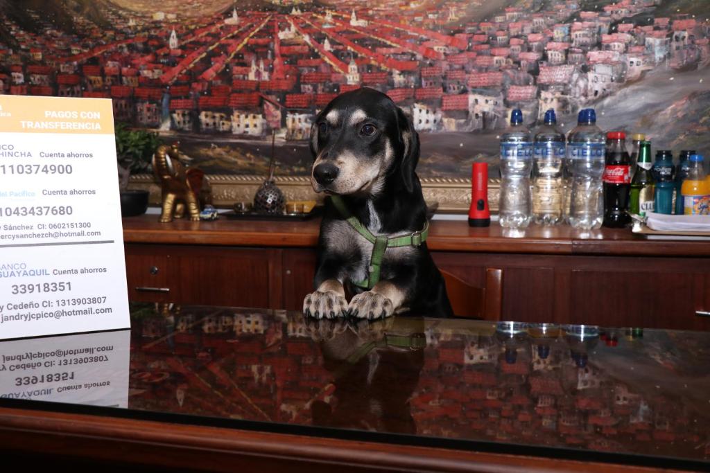Domácí mazlíčci ubytovaní s hosty v ubytování Hostal La Catolica