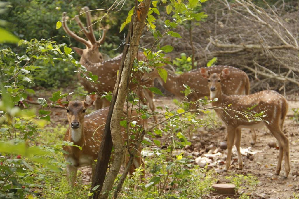 un grupo de ciervos parados en el bosque en Yala New Nehansa Resort en Tissamaharama