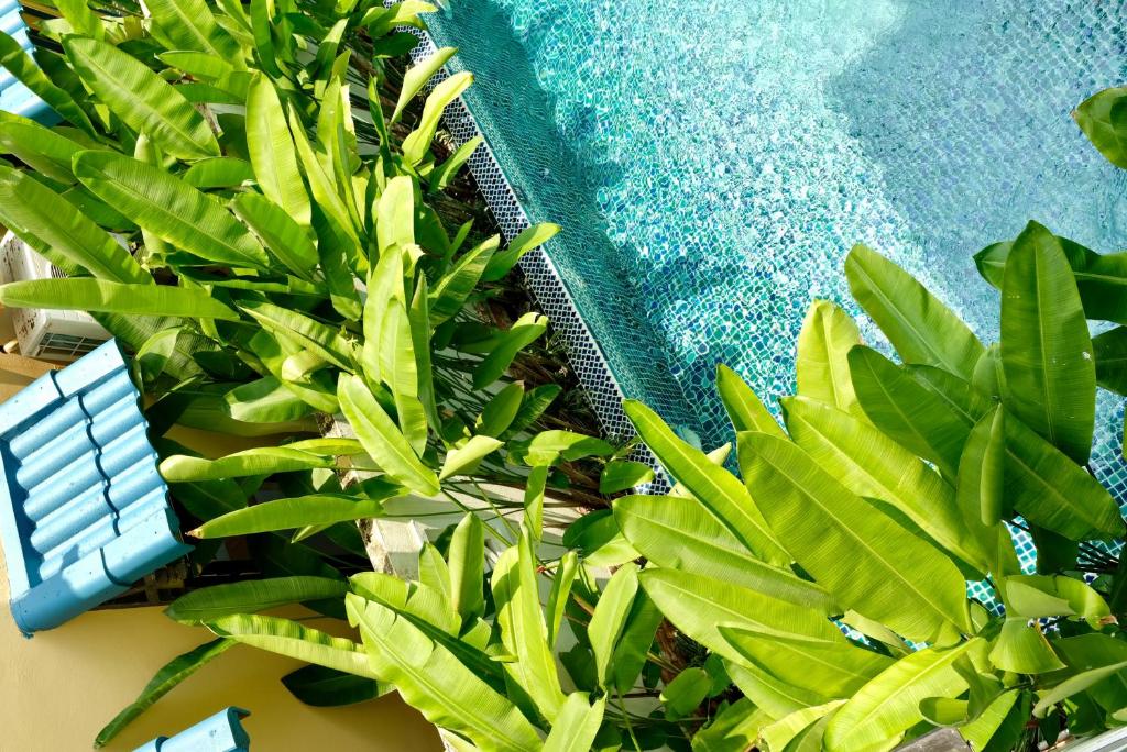 eine Gruppe grüner Pflanzen neben einem Schwimmbad in der Unterkunft Aki’s Pool Villa An Bang Beach in Tân Thành (1)
