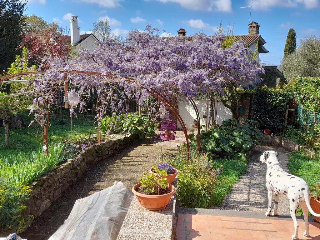 ein Hund steht neben einem Garten mit lila Blumen in der Unterkunft Il Glicine in Sutri
