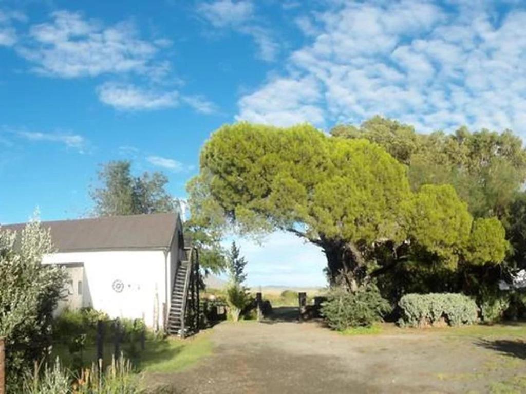 a large tree next to a white building at Erin Farmhouse & Cottages in Middelburg