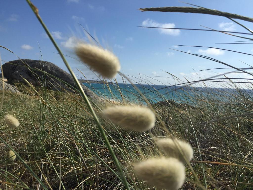 een grasveld met de oceaan op de achtergrond bij CAROLA l, "apartamento de lujo a 100m playa Catia" in Ribeira