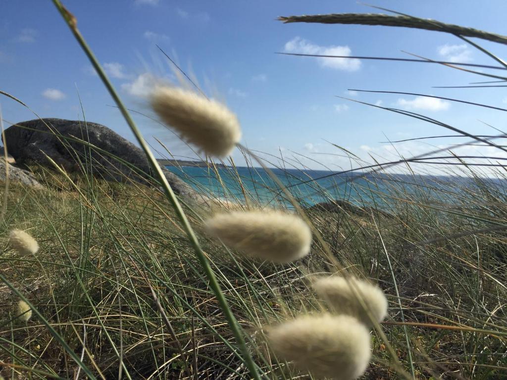 a field of grass with the ocean in the background at CAROLA l, "Encantador apartamento de estilo marinero a 100m playa Catia" in Ribeira