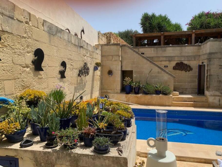 a bunch of potted plants sitting next to a swimming pool at Dar Dragun: luxury 3BR bright spacious house & pool in San Lawrenz