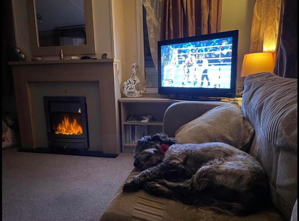 a dog laying on a couch in a living room with a television at Gorgeous 3 bed static caravan at Hoburne Devon Bay, pet friendly in Paignton