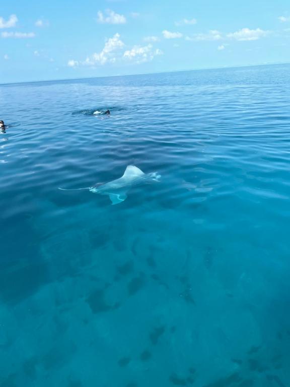 Mandhoo Inn - View 43