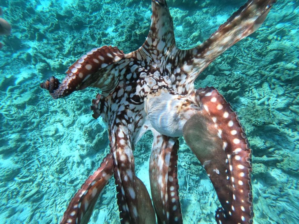Octopus fishing - zan ocean tours & Rental's