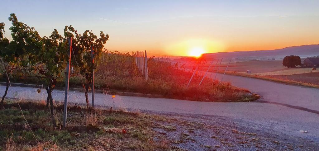 an empty road with the sunset in the background at Weingut Will und Würz in Schwaigern