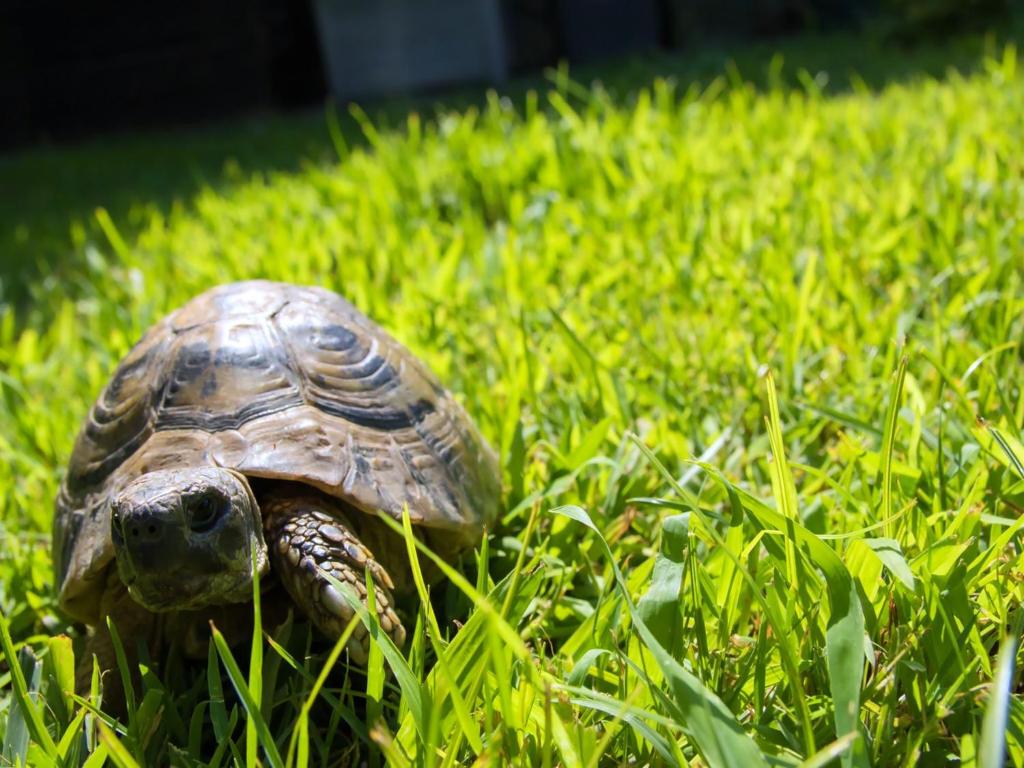 una pequeña tortuga caminando por la hierba en A casa tua Ostia Antica en Ostia Antica