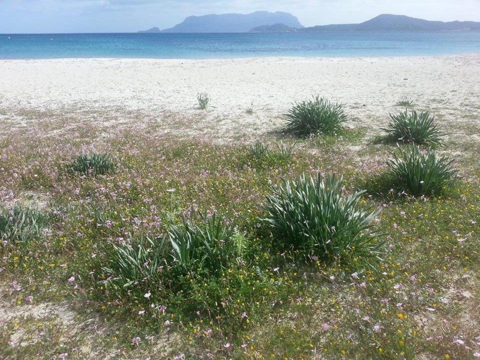un campo de hierba y flores en la playa en Villa Maestrale, en Olbia