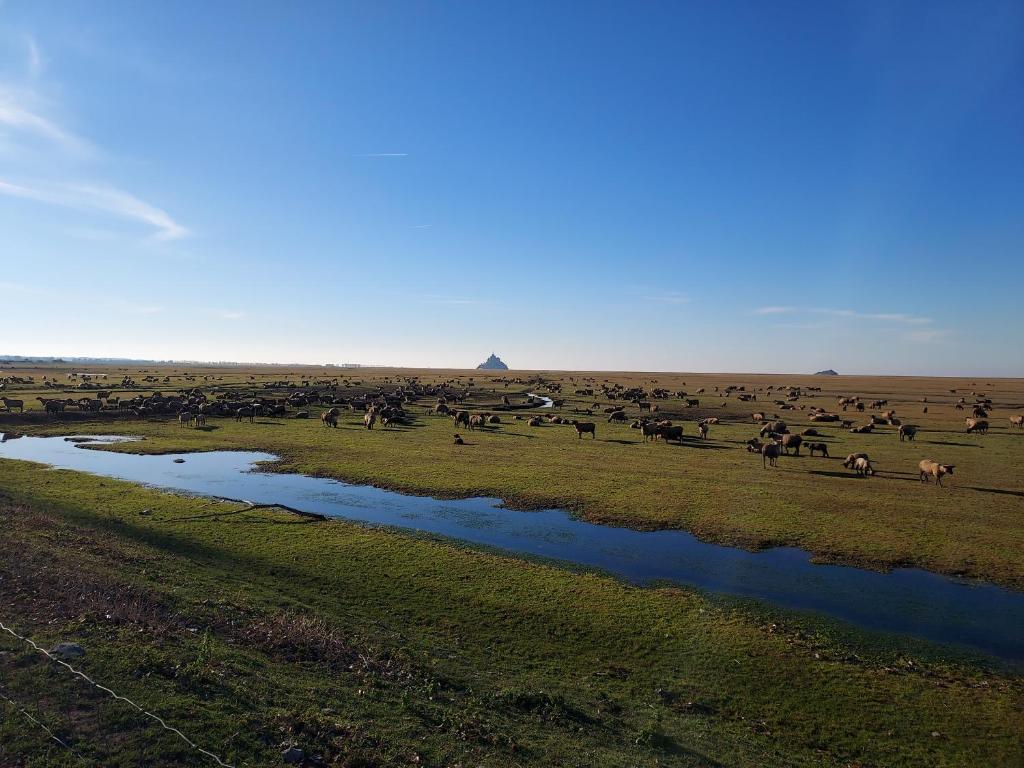 a herd of animals grazing in a field next to a river at La Clé du Chesnot in Saint-Quentin-sur-le-Homme