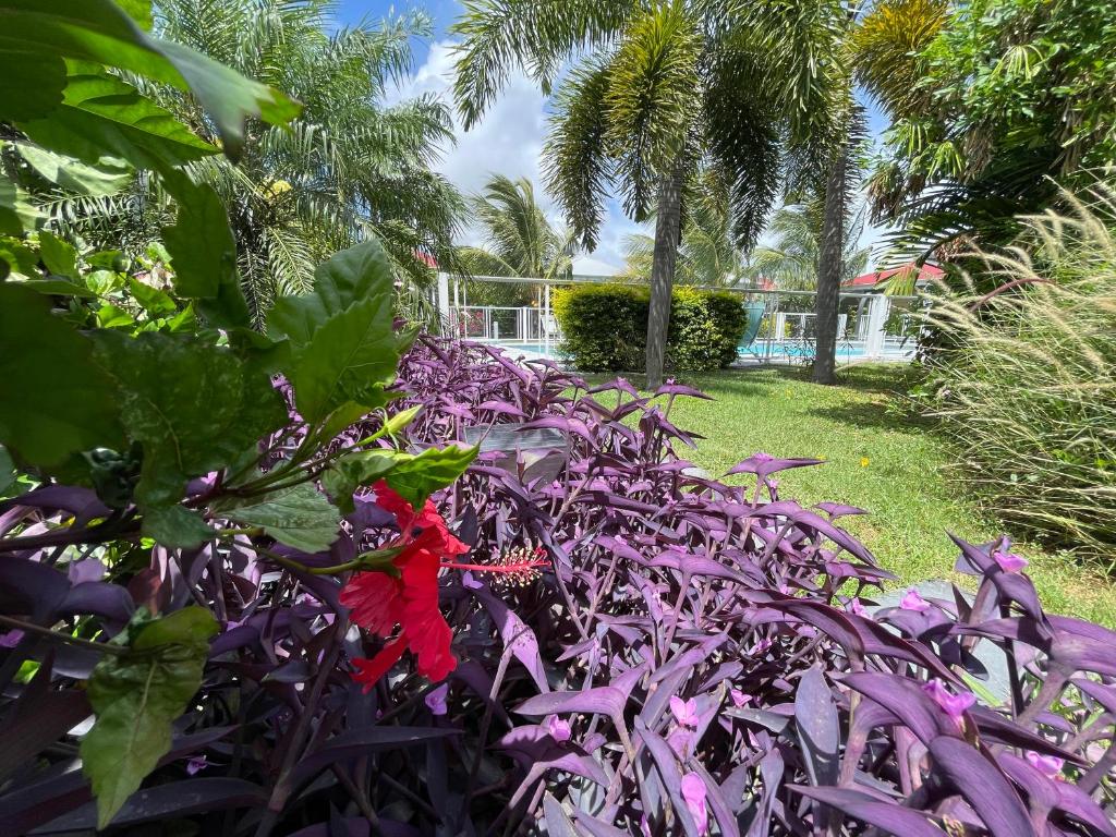 Zahrada ubytování Hôtel & Villa Le Cocotel